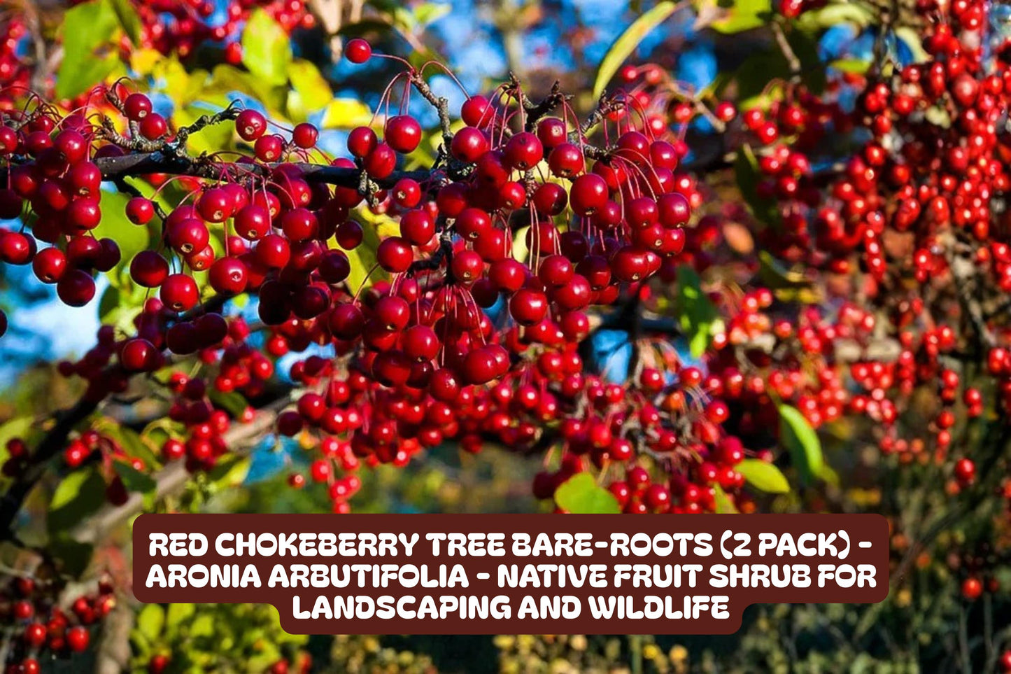 Red Chokeberry Tree Bare-Roots 2 Pack, Aronia arbutifolia, Native Fruit Shrub for Landscaping and Wildlife Habitat