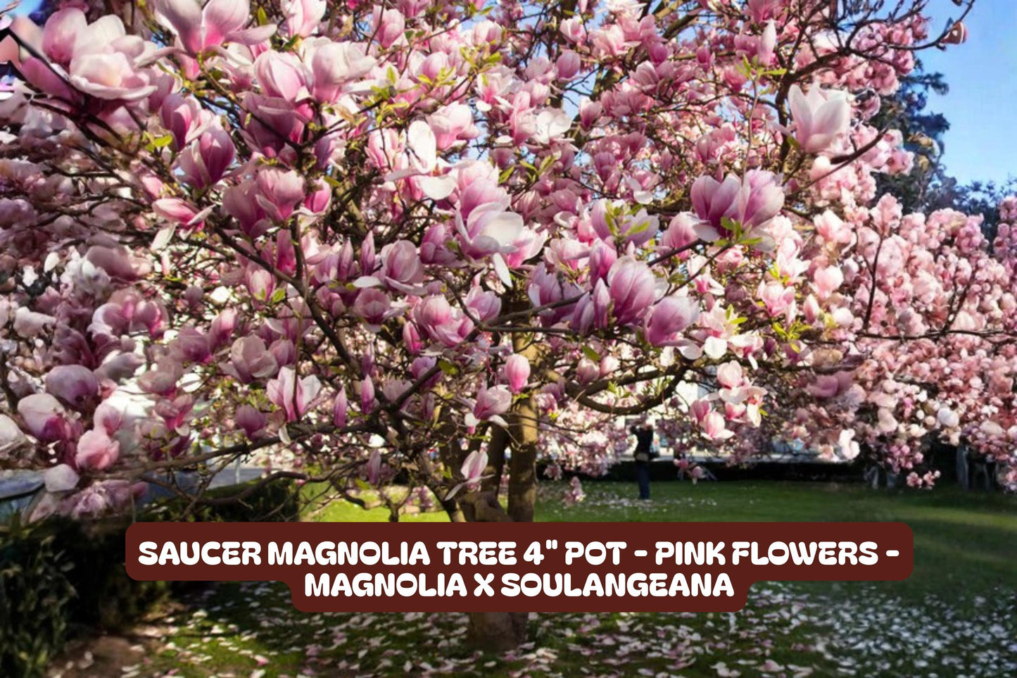 Saucer Magnolia Tree 4" Pot - Pink Flowers - Magnolia x soulangeana - Deciduous Ornamental Tree