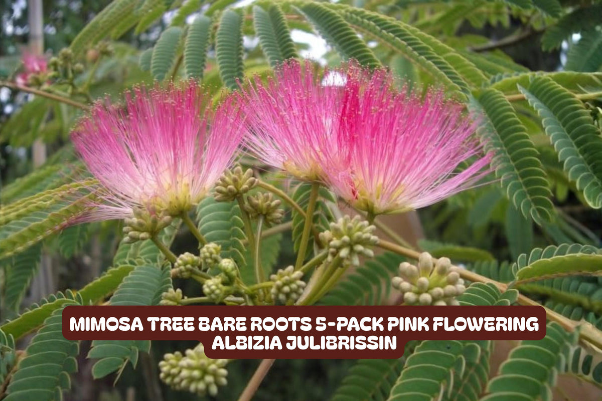 Bare Root Mimosa Tree Pack - Pink Flowering Albizia julibrissin, Deciduous Tree for Garden, Fast-Growing, Pollinator Attractant