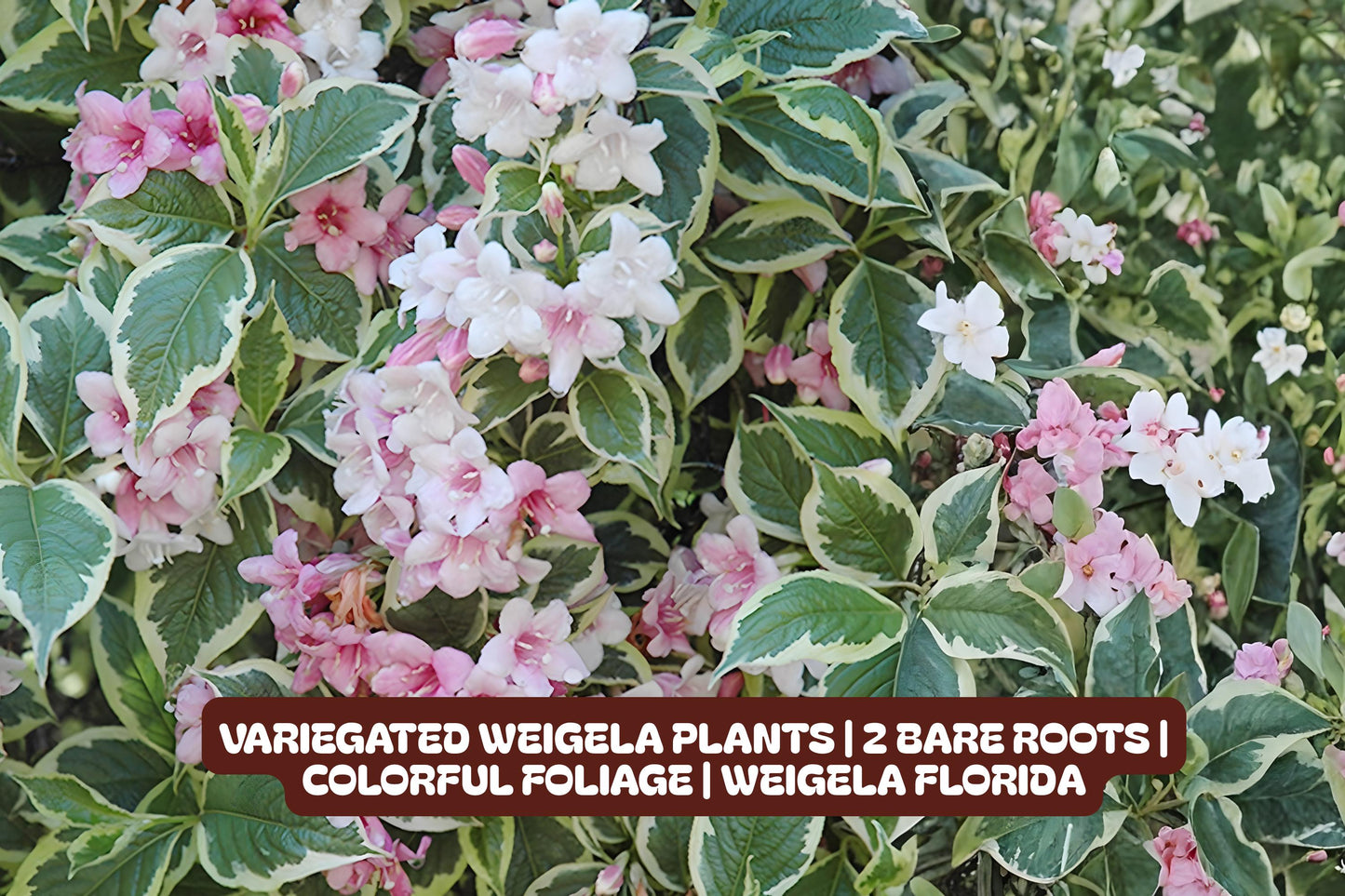 Variegated Weigela Plants | 2 Bare Roots | Colorful Foliage & Pink Flowers | Weigela florida 'Variegata'