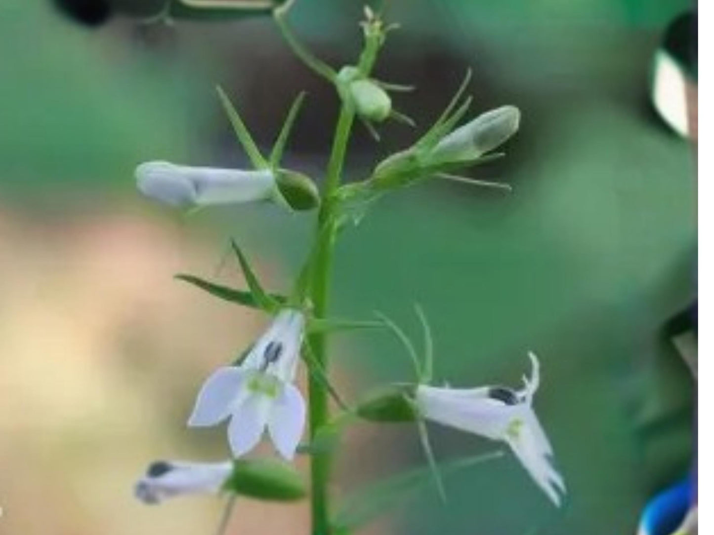 Lobelia inflata Indian Tobacco Wildflower Seeds – Native North American Annual/Biennial with Pale Blue Flowers, 500 Seeds
