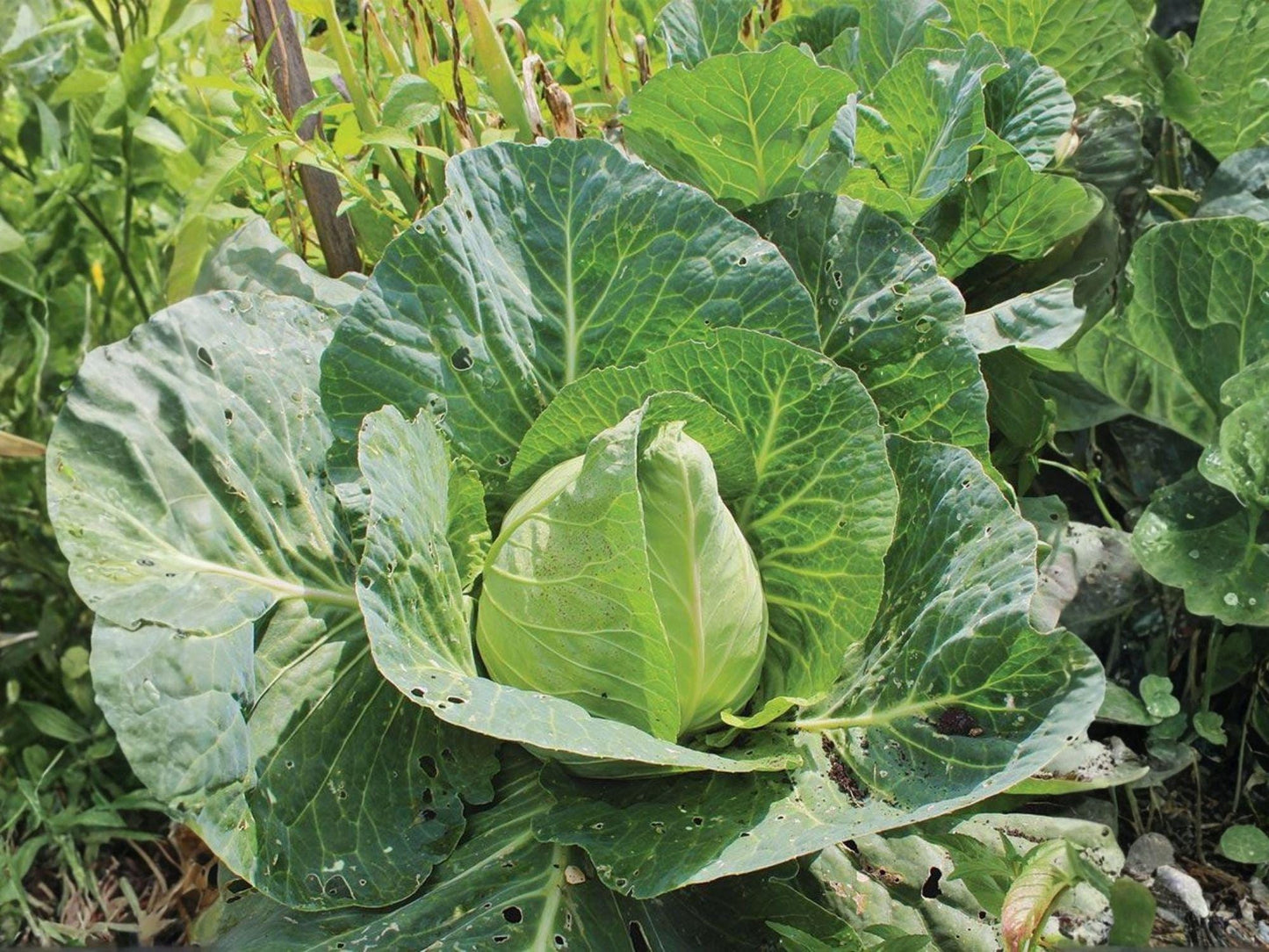 Early Jersey Wakefield Cabbage Seeds – Heirloom, Pointed Heads, Cool-Season Vegetable, 500 Seeds