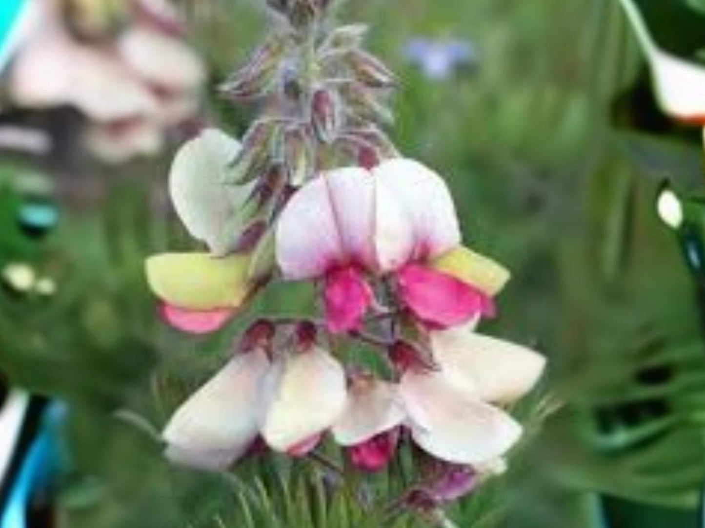 Tephrosia virginiana Goat’s Rue Native Prairie Wildflower Seeds, Pollinator Plant, Drought Tolerant, 10 Seeds