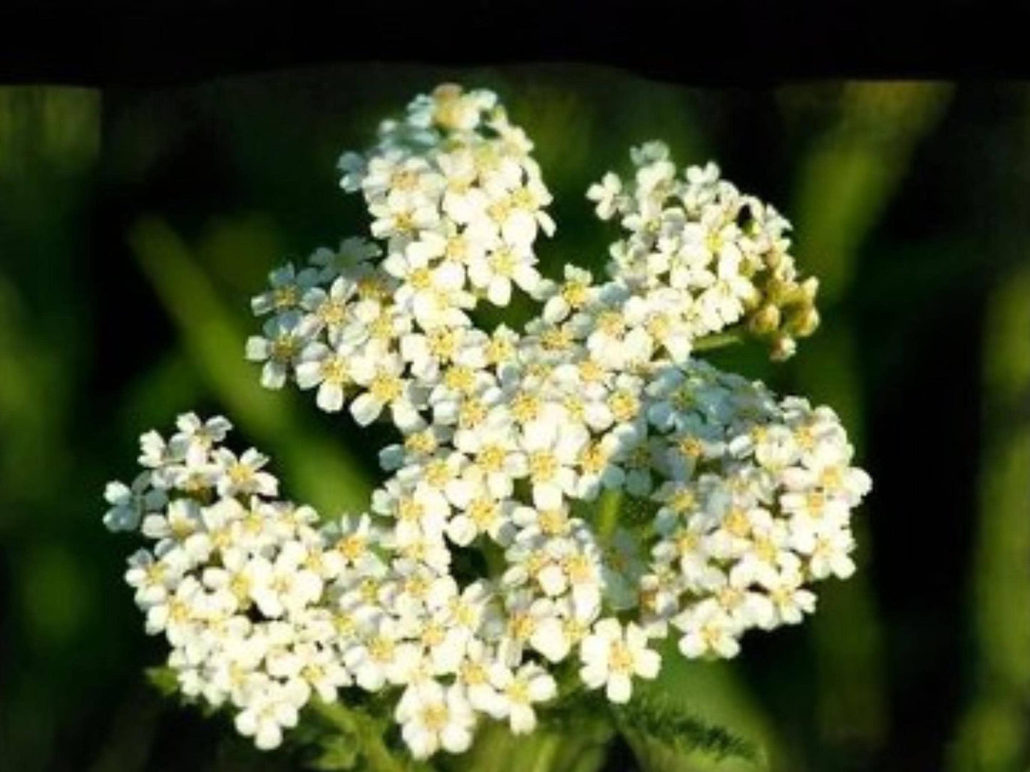 Achillea millefolium occidentalis Western Yarrow Seeds – Native Pollinator Perennial, Drought Tolerant, 500 Seeds
