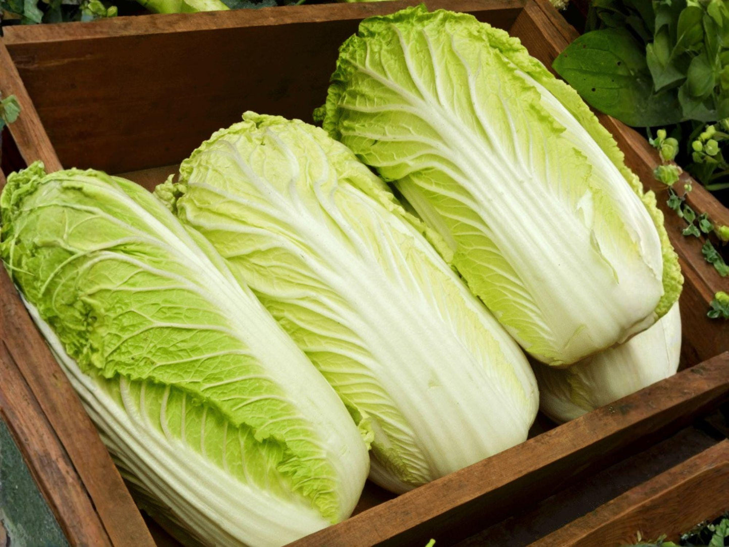 Chinese Cabbage Matsushima Seeds | Brassica rapa Pekinensis | Napa-Type Vegetable for Kimchi & Stir-Fries (300 Seeds)