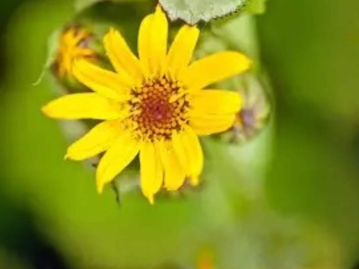 Arnica chamissonis Meadow Arnica Seeds – Native Wildflower Pollinator Plant, Perennial, Yellow Blooms, 100 Seeds