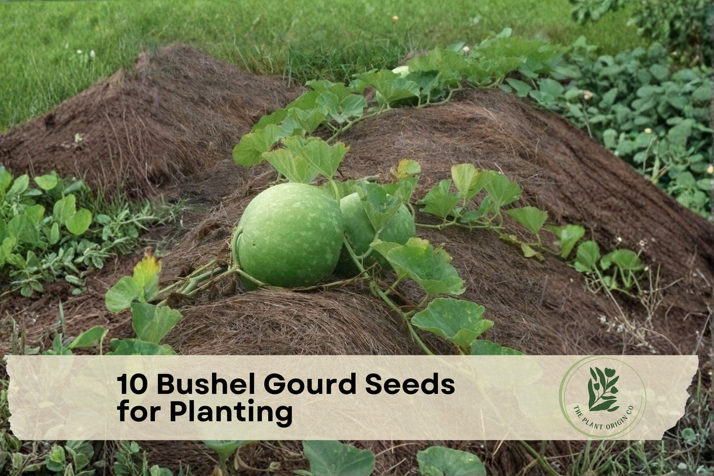 Giant Round Gourd Seeds | Bushel Gourd (Lagenaria siceraria) for Planting | Decorative Garden & Craft Projects