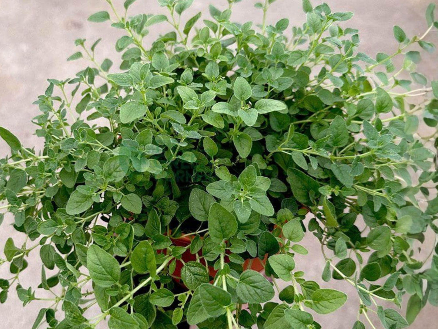 Italian Oregano Seeds - Perennial Culinary Herb - Origanum vulgare - 100 Seeds