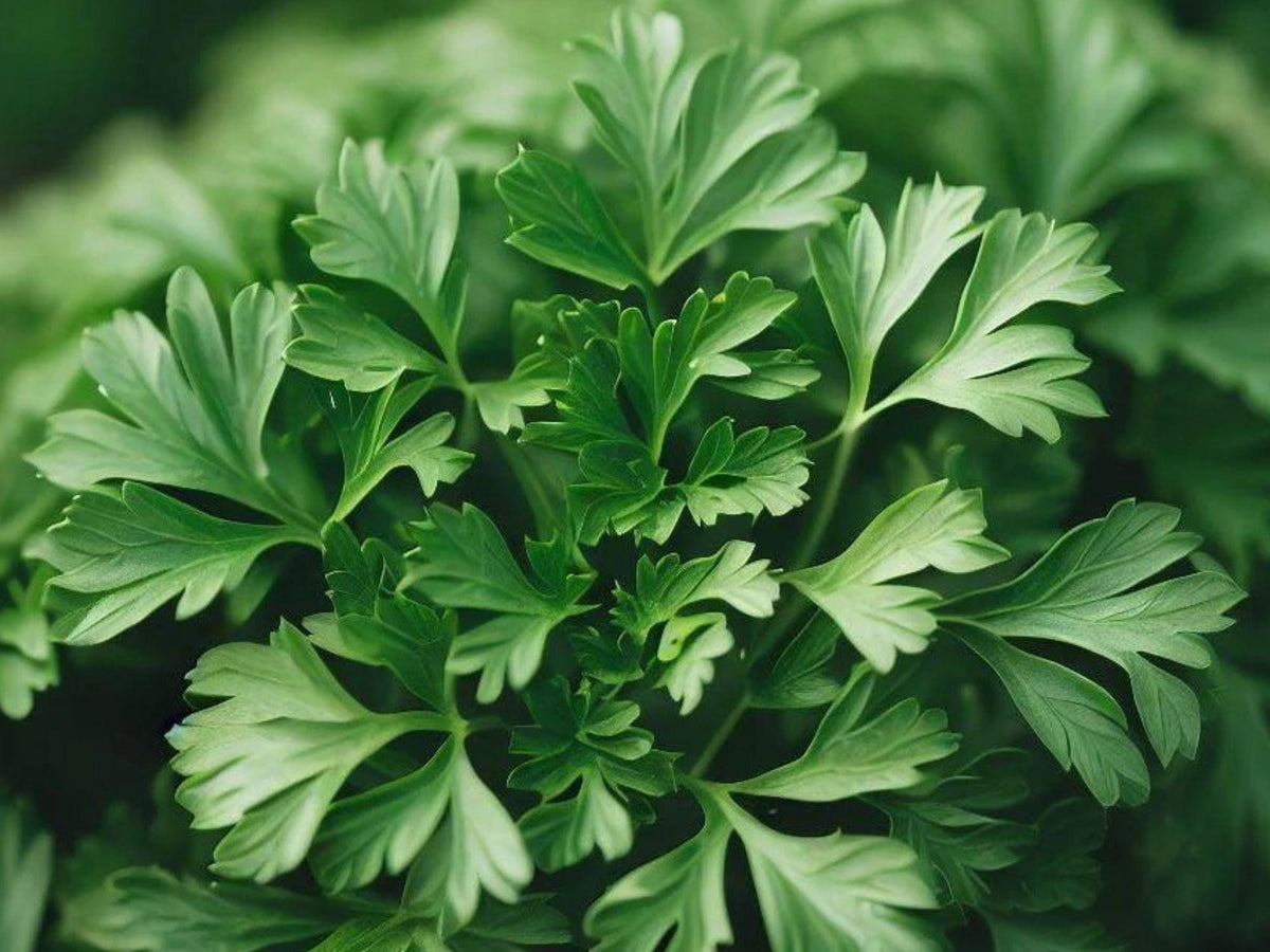Italian Giant Parsley Seeds - Flat Leaf Culinary Herb, Dark Green, Petroselinum crispum, 500 Seeds