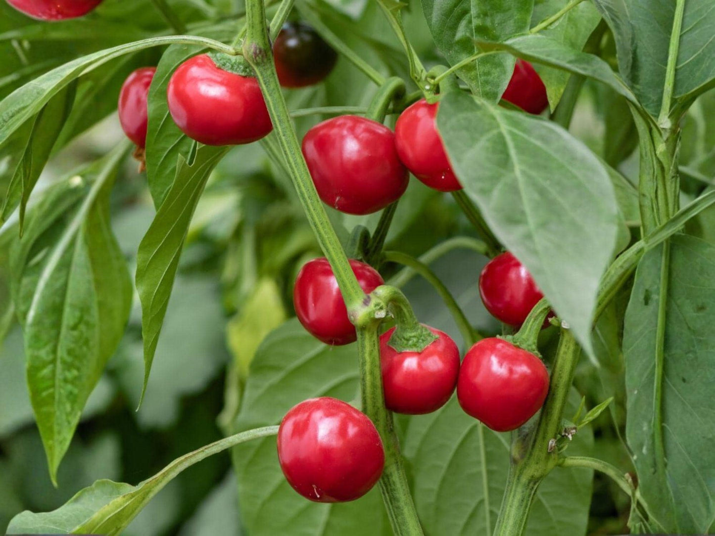Red Cherry Sweet Pepper Seeds – Heirloom Vegetable Garden Variety, Cherry-Shaped, Mild, Sweet Flavor, 25 Seeds