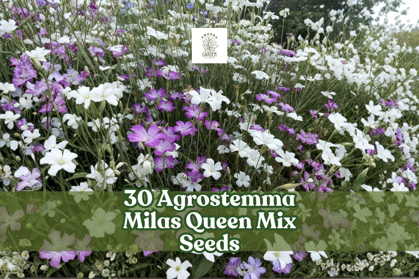 Agrostemma ‘Milas Queen’ Mix Seeds - Elegant Pink to Purple Annual Flowers for Borders & Cut Flowers | Agrostemma githago