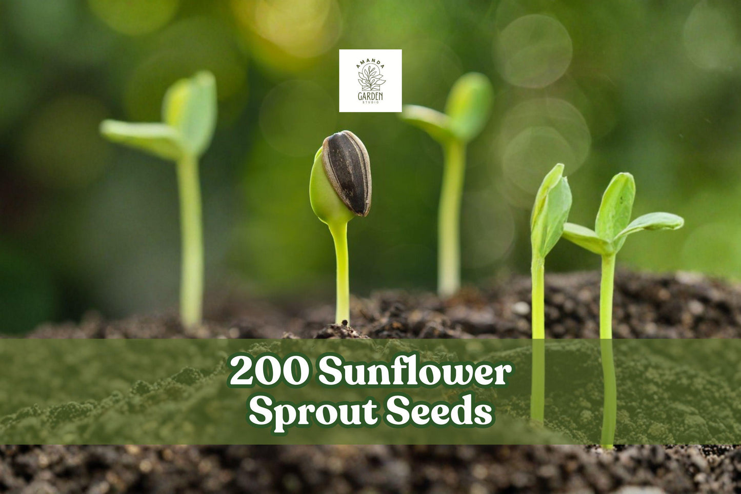 Sunflower Sprout Seeds 200 Pack for Microgreens & Home Sprouting | Helianthus annuus