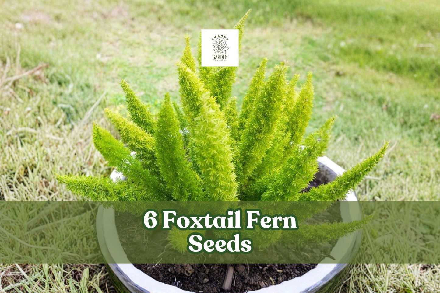 Foxtail Fern Seeds, Ornamental Foliage, Asparagus sprengeri, Indoor & Outdoor Planting, Green Fronds, Clumping Growth