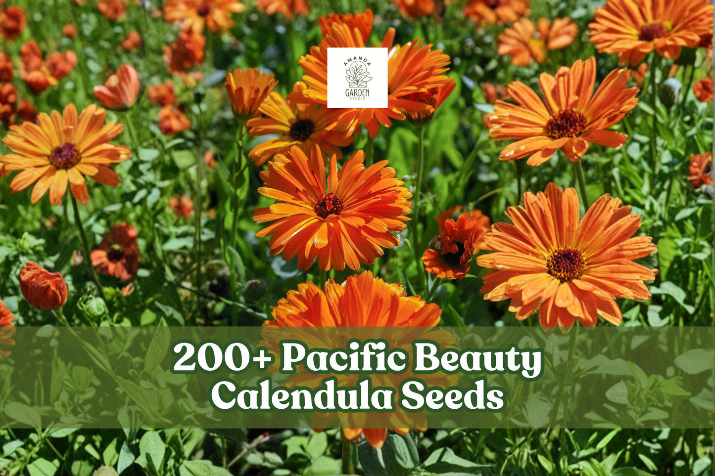 200+ Calendula officinalis Pacific Beauty Mix Seeds for Flower Garden, Border, and Bed Planting
