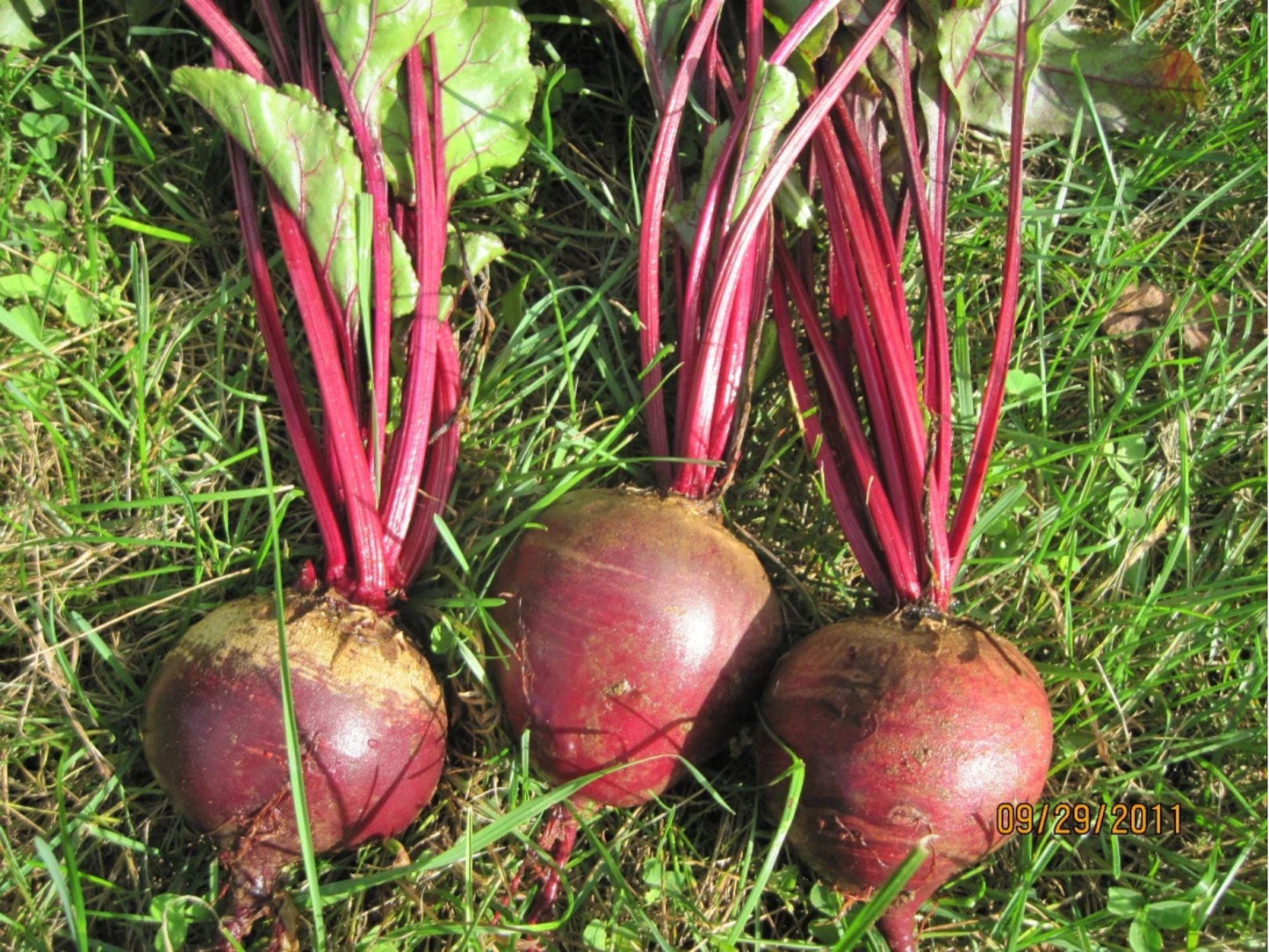 Detroit Dark Red Beet Seeds – 500 Heirloom Non-GMO Vegetable Seeds for Home Garden, Root Vegetable, Edible Greens