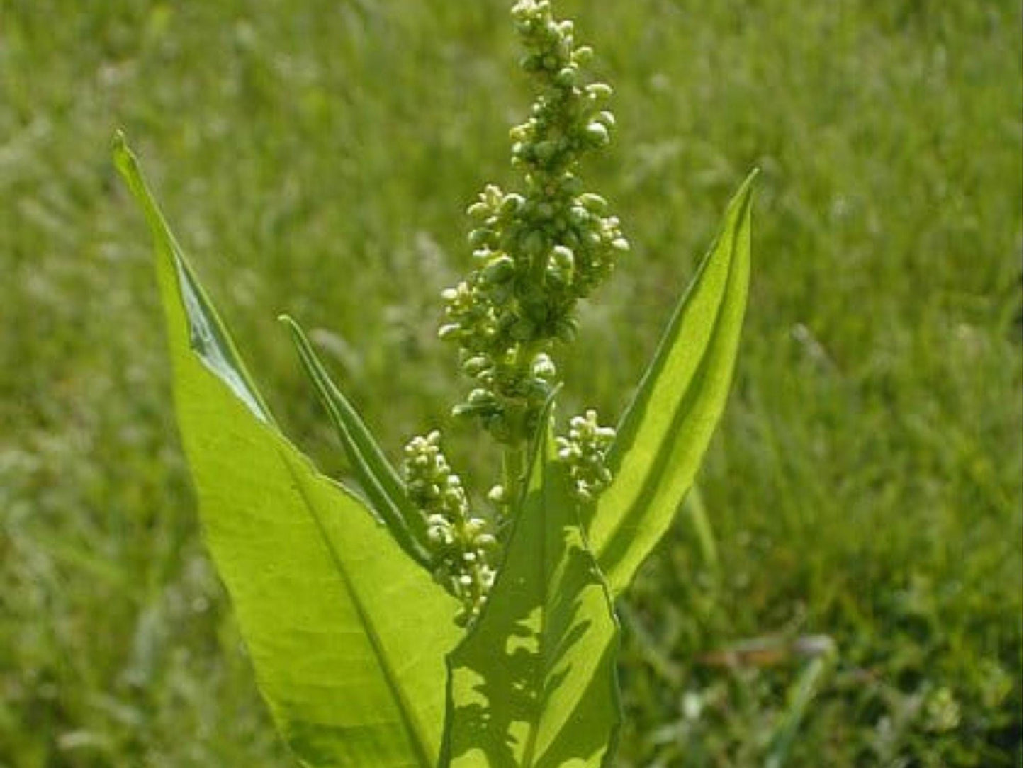 Pale Dock Seeds (Rumex altissimus) – 100 Native Wetland Seeds for Rain Gardens, Streambanks & Wildlife Habitat