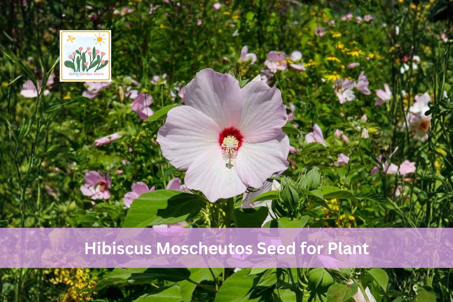 30 Hibiscus moscheutos Seeds | Swamp Rose Mallow | Native Perennial Flower for Moist Soil & Rain Gardens