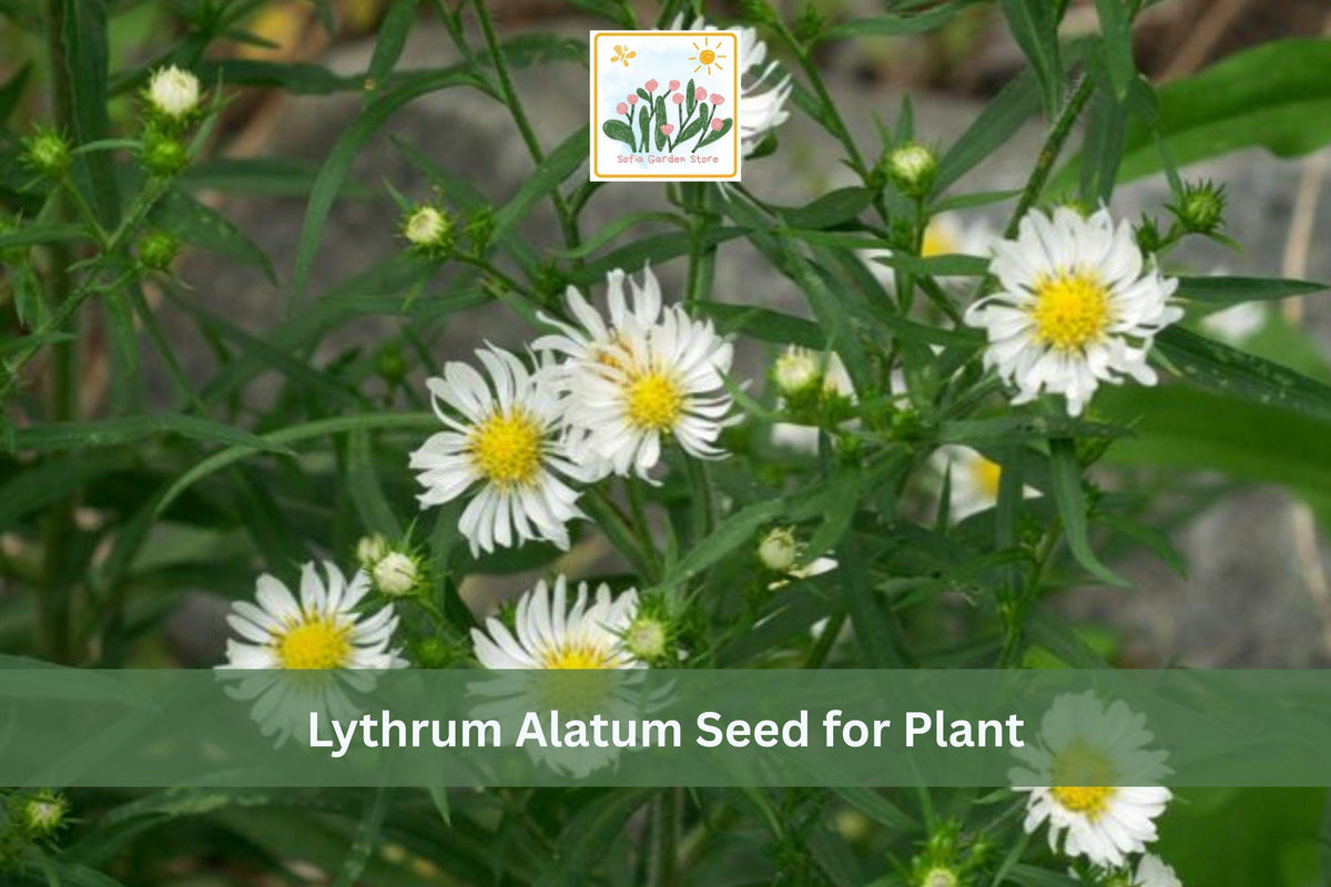 False Aster Seeds 500 Boltonia Asteroides Native Perennial Wildflower for Meadows, Rain Gardens, Native Landscapes