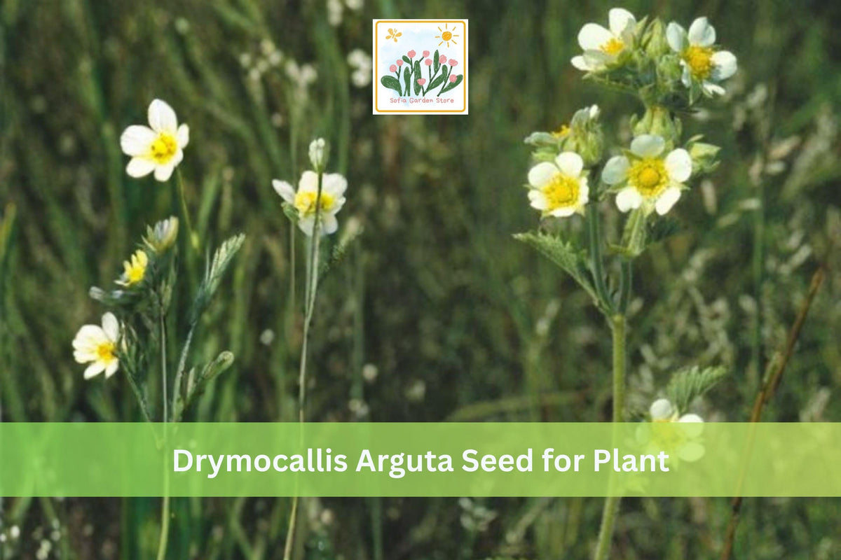 Prairie Cinquefoil Seeds, Native Wildflower, Bright Yellow, Drymocallis arguta, Prairie Perennial Plant, 500 Seeds