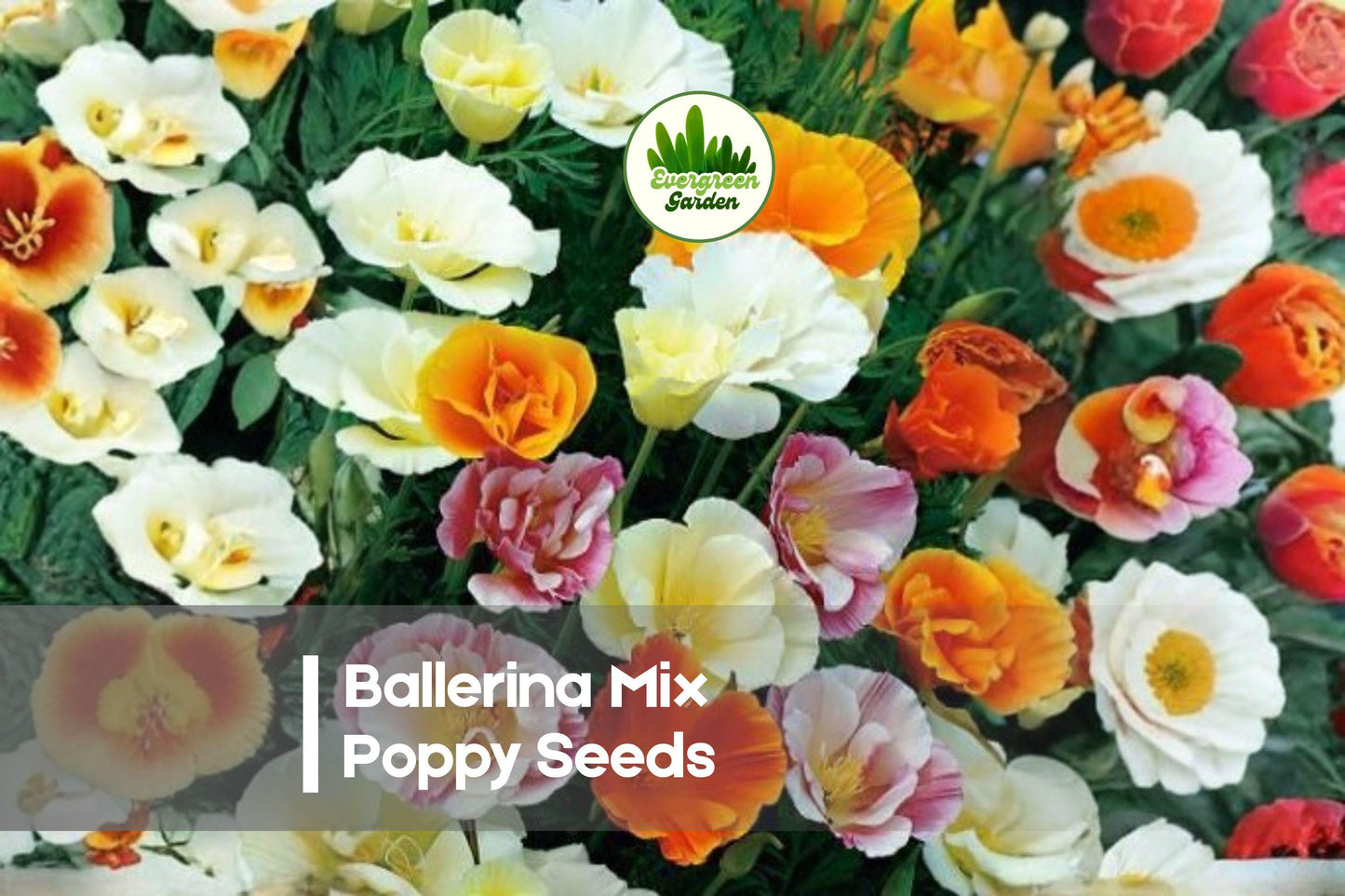 Ballerina Mix Poppy Seeds, 50 Premium Papaver Seeds for Vibrant, Ruffled Blooms, Ornamental Gardens & Pollinator-Friendly Borders