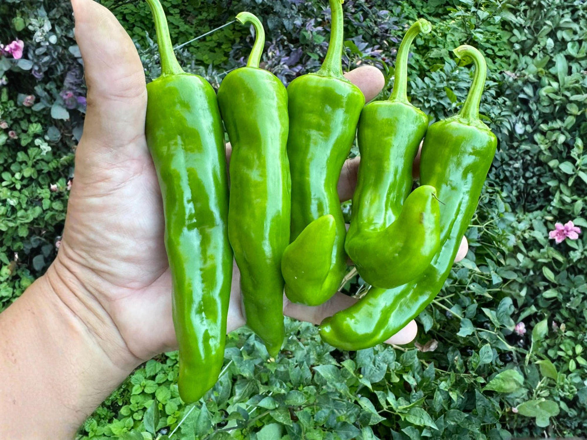 Barker Hot Pepper Seeds – 25 Heirloom Chili Vegetable Seeds – Medium Hot Green to Red Pepper – Capsicum annuum