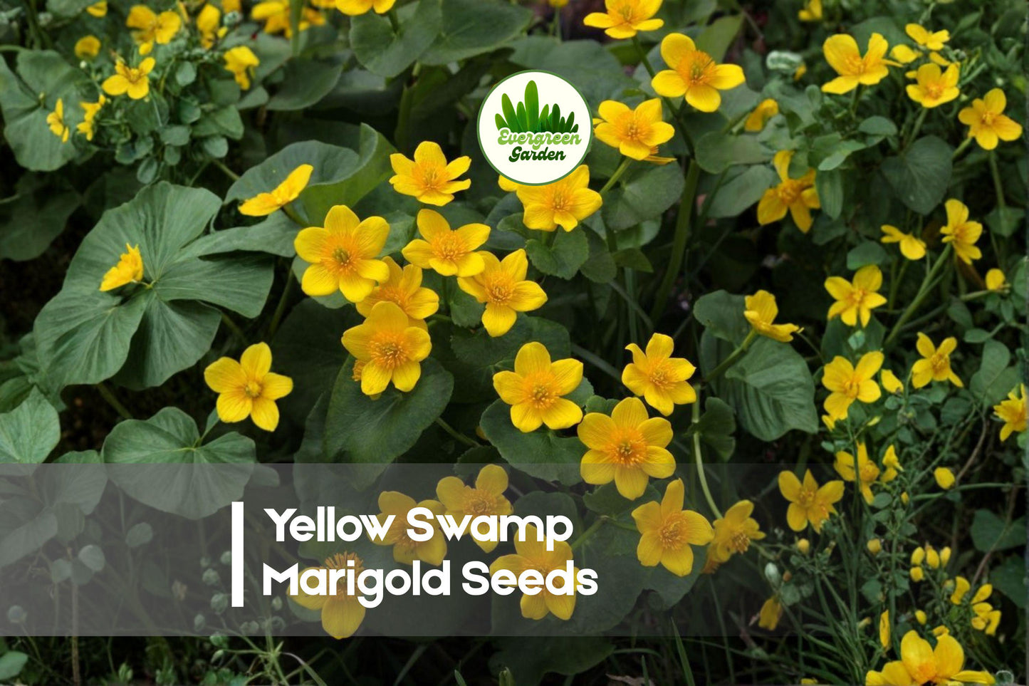 100 Yellow Swamp Marigold Seeds - Perennial Wildflower for Moist Gardens, Pollinator-Friendly, Caltha Species
