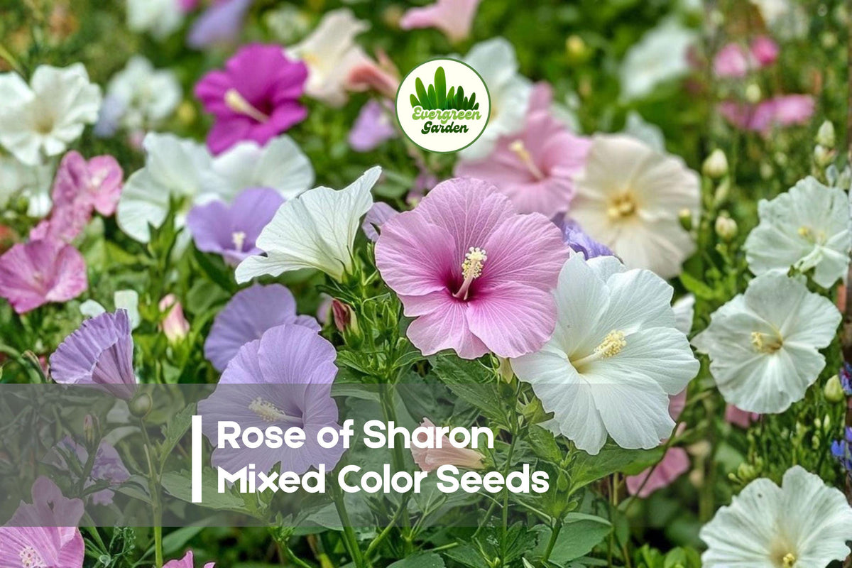 50 Rose of Sharon Seeds - Mixed Color Hibiscus syriacus Flowering Shrub for Landscaping and Borders