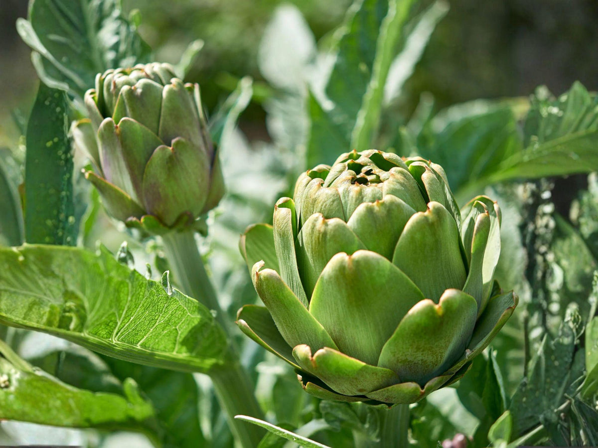 Green Globe Artichoke Seeds – Heirloom Edible Buds – Perennial Vegetable – 10 Seeds