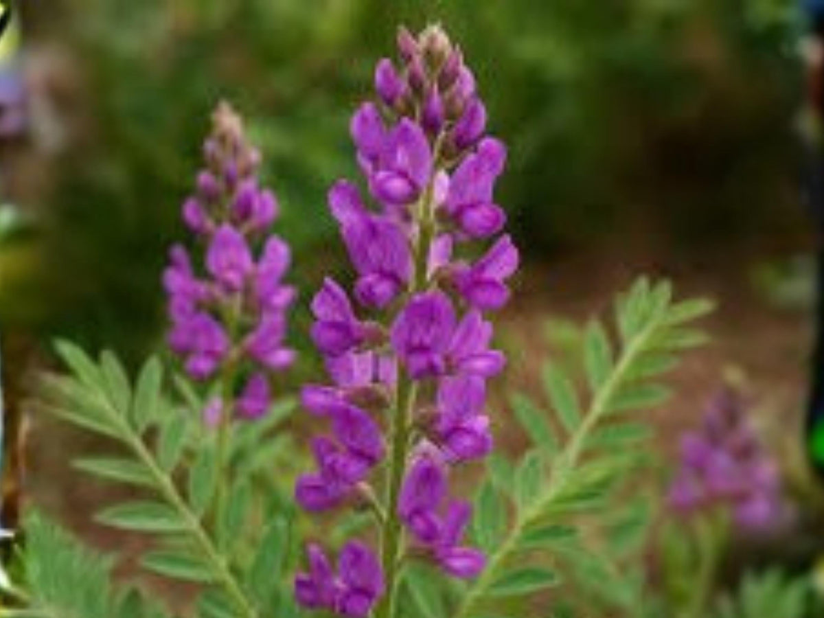 Hedysarum boreale Utah Sweetvetch Seeds – Native Prairie Pollinator Plant, Pink Flowers, Perennial Legume, 25 Seeds