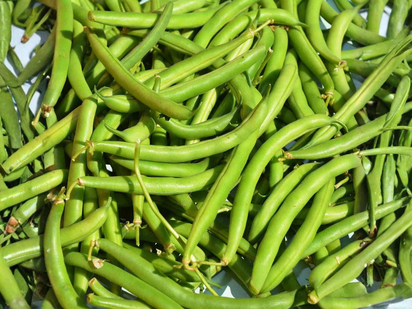Provider Green Bush Bean Seeds – Early Heirloom, Cold Tolerant, Stringless Pods, 25 Seeds