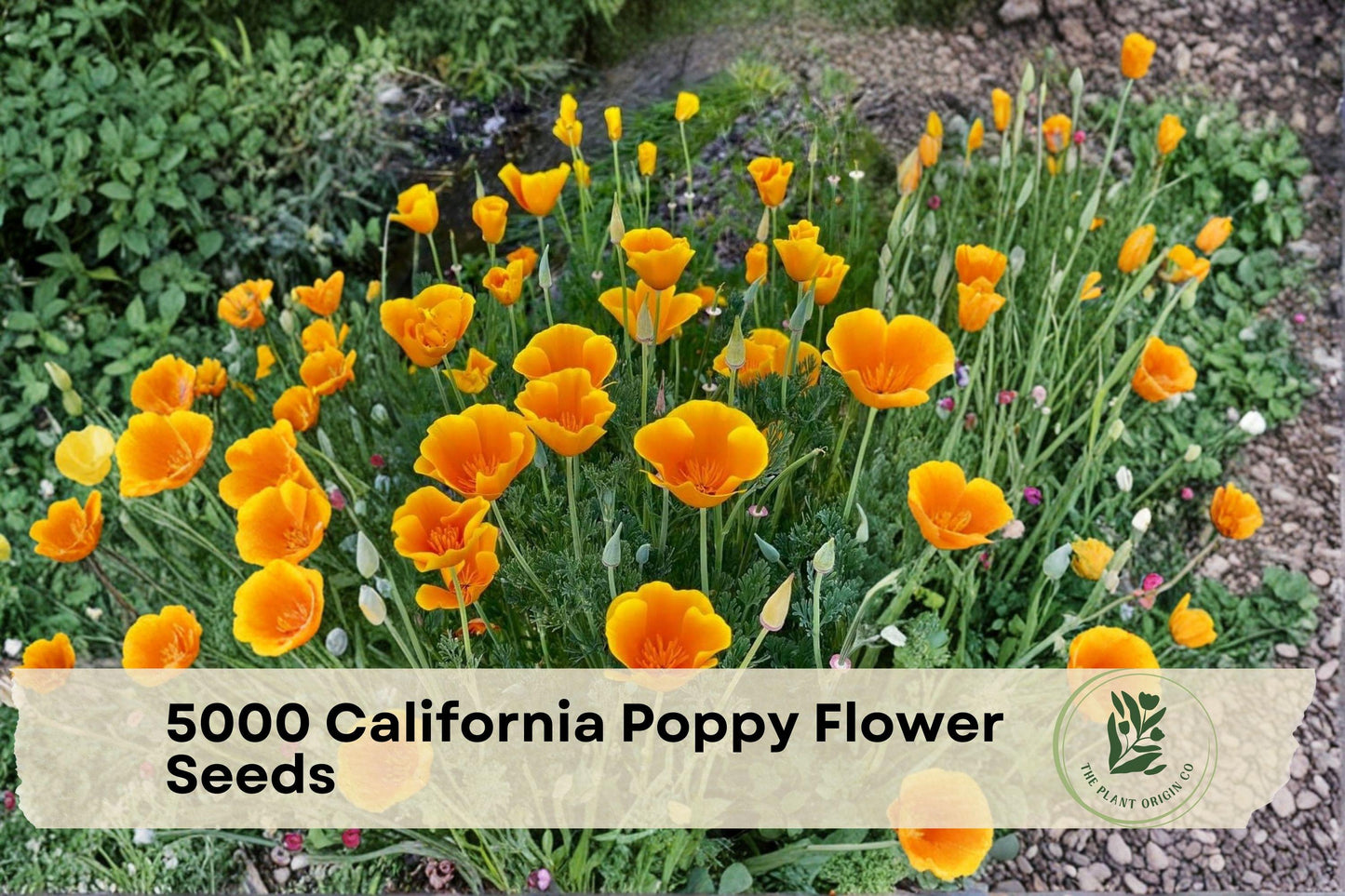 California Poppy Seeds - 5000 Pack, Eschscholtzia californica, Bright Orange-Yellow Blooms, Annual Flower for Garden Beds & Borders