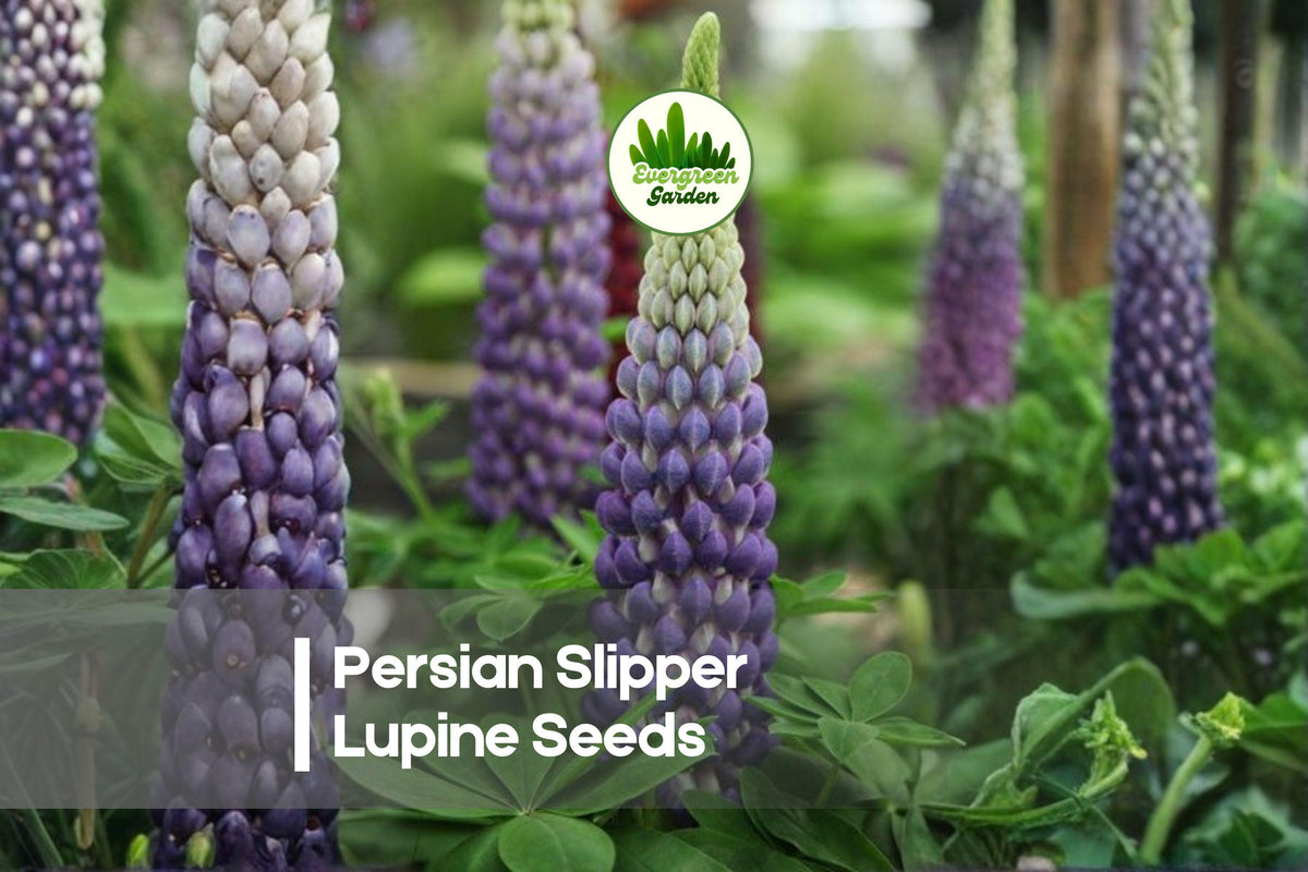 25+ Persian Slipper Lupine Seeds | Perennial Lavender Blue Flowers | Lupinus polyphyllus for Borders & Cottage Gardens