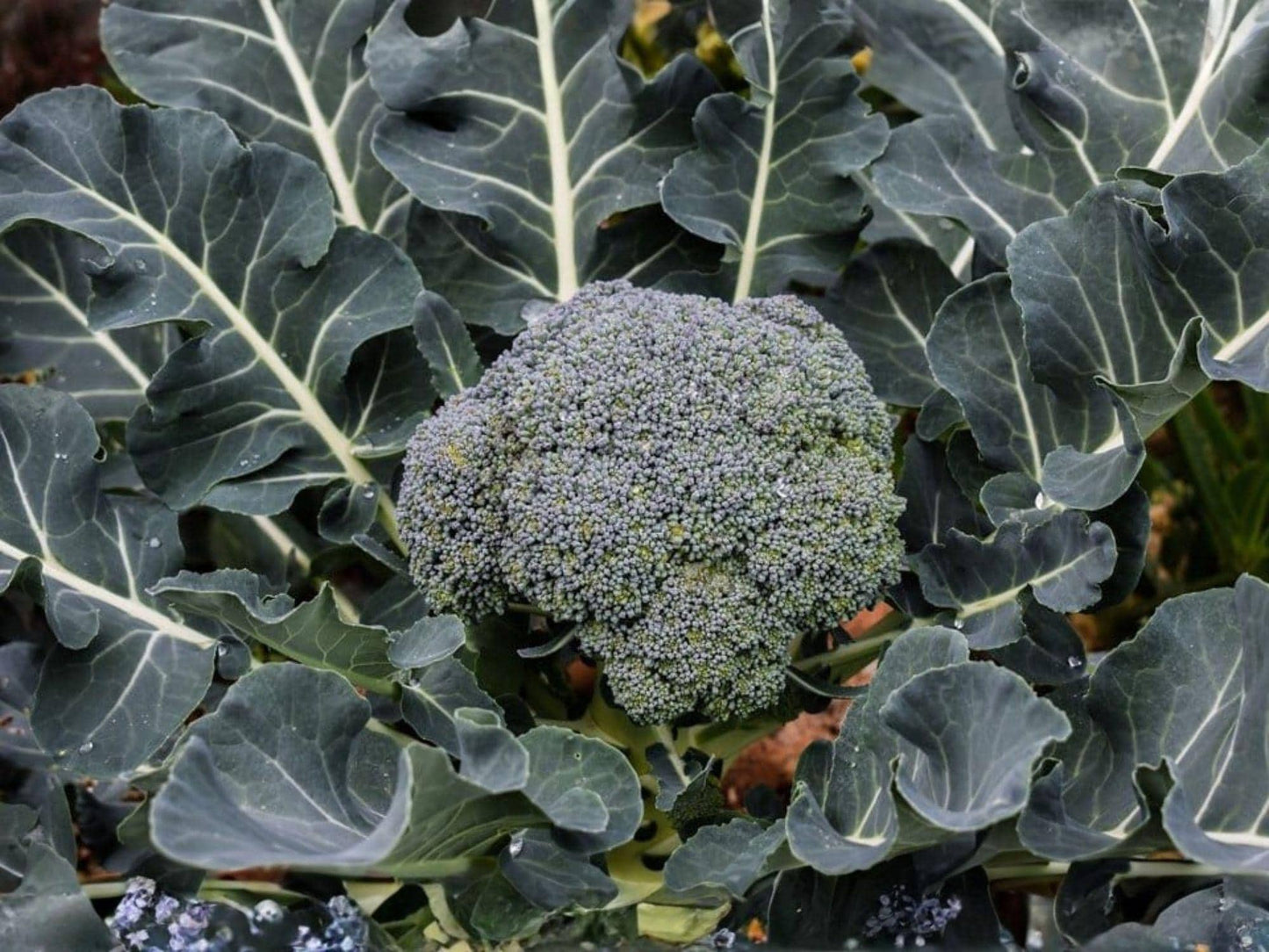 Waltham 29 Broccoli Seeds – Heirloom Cold Hardy Variety – Brassica oleracea – 500 Seeds for Home Garden & Market Growing