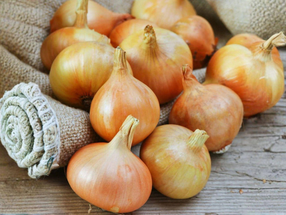 Burrell’s Yellow Valencia Onion Seeds – 50 Heirloom Storage Onion Seeds for Home Garden & Market Cultivation