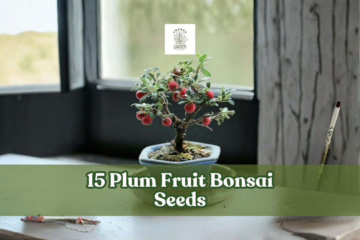 15 Plum Fruit Bonsai Seeds Prunus americana Ornamental Tree for Bonsai & Garden Planting