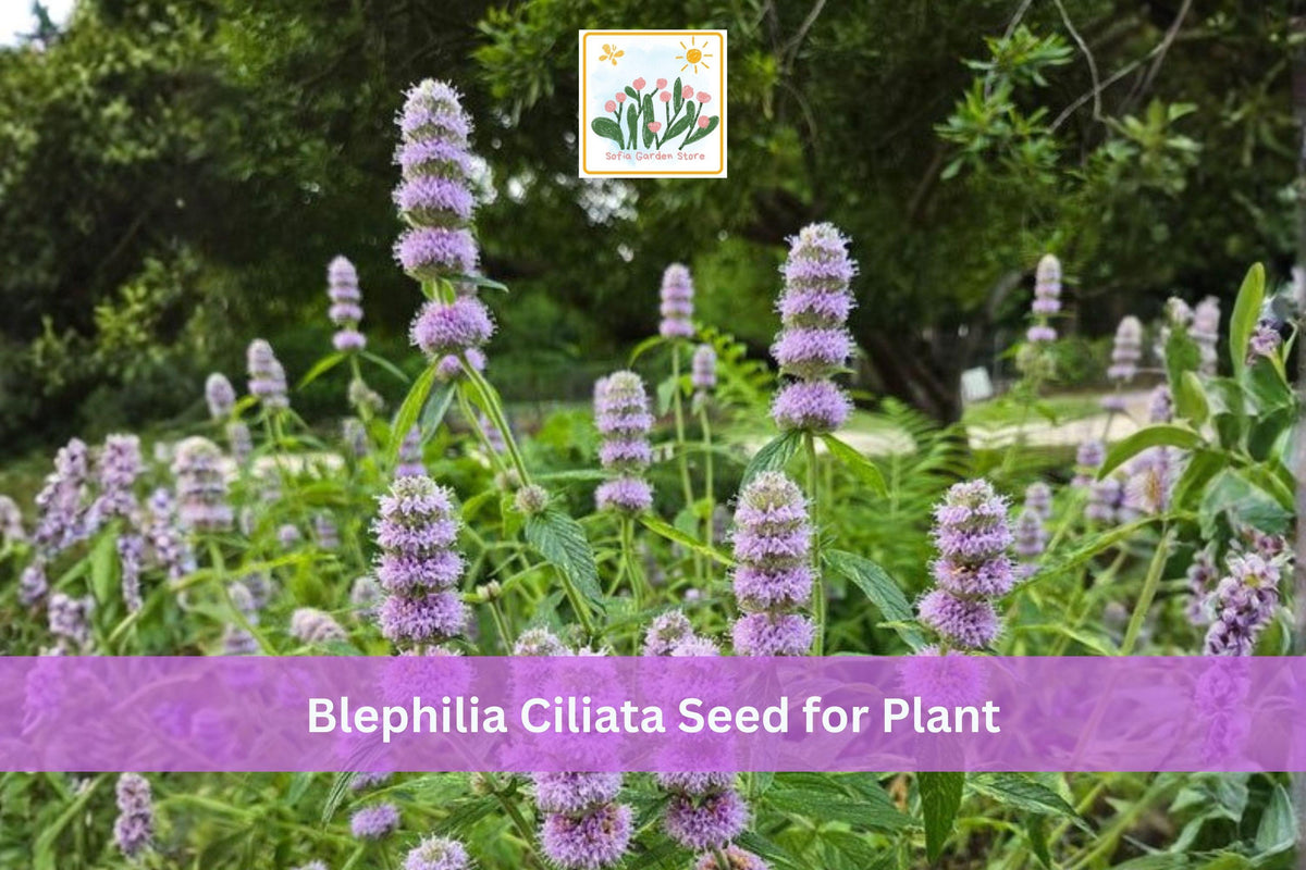 300 Downy Wood Mint Seeds | Blephilia ciliata | Native Perennial Wildflower with Purple Flowers