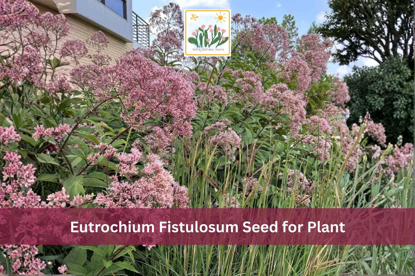 100 Hollow Joe-Pye Weed Seeds | Eutrochium fistulosum | Native Tall Perennial Wildflower with Purple Flowers