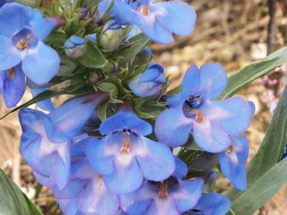 Penstemon Angustifolius Seeds – Pagoda Penstemon Blue-Violet Wildflower, Perennial Garden Flower, 50 Seeds