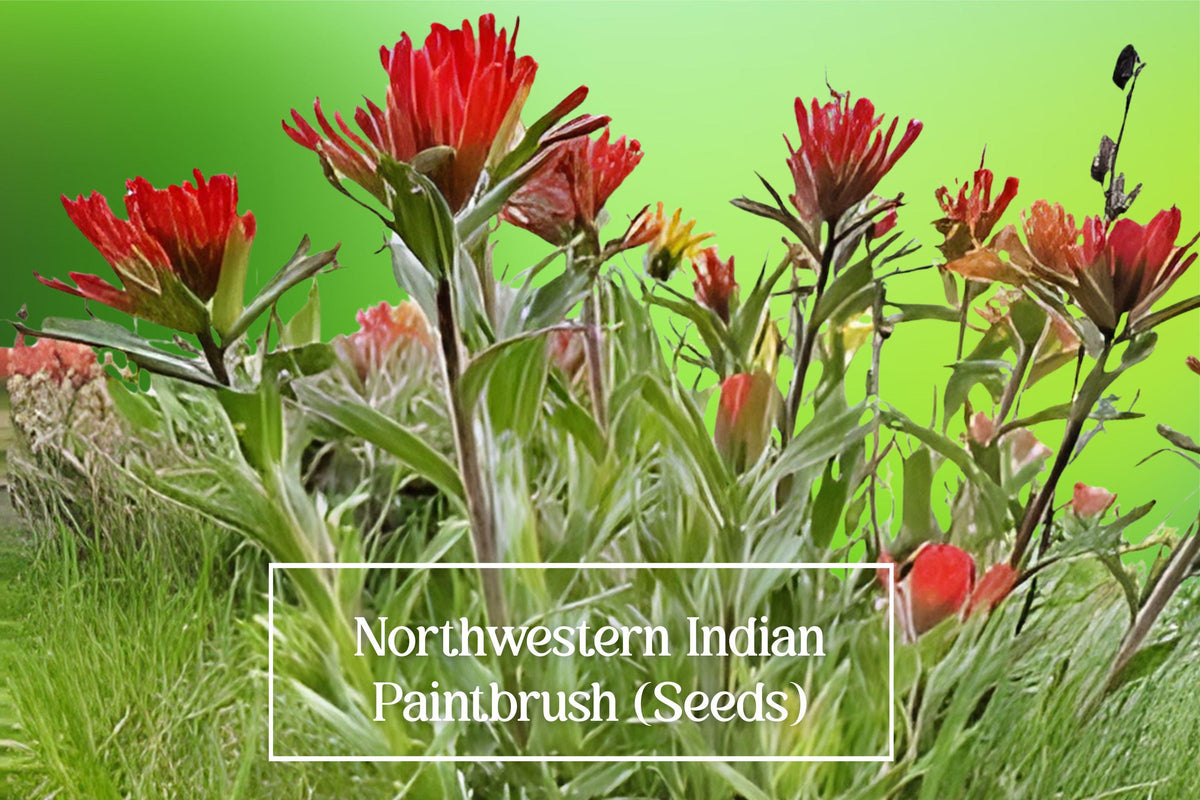 Northwestern Indian Paintbrush Seeds – Castilleja hispida – Native Wildflower for Pollinators, Drought Tolerant, Perennial, 100 Seeds