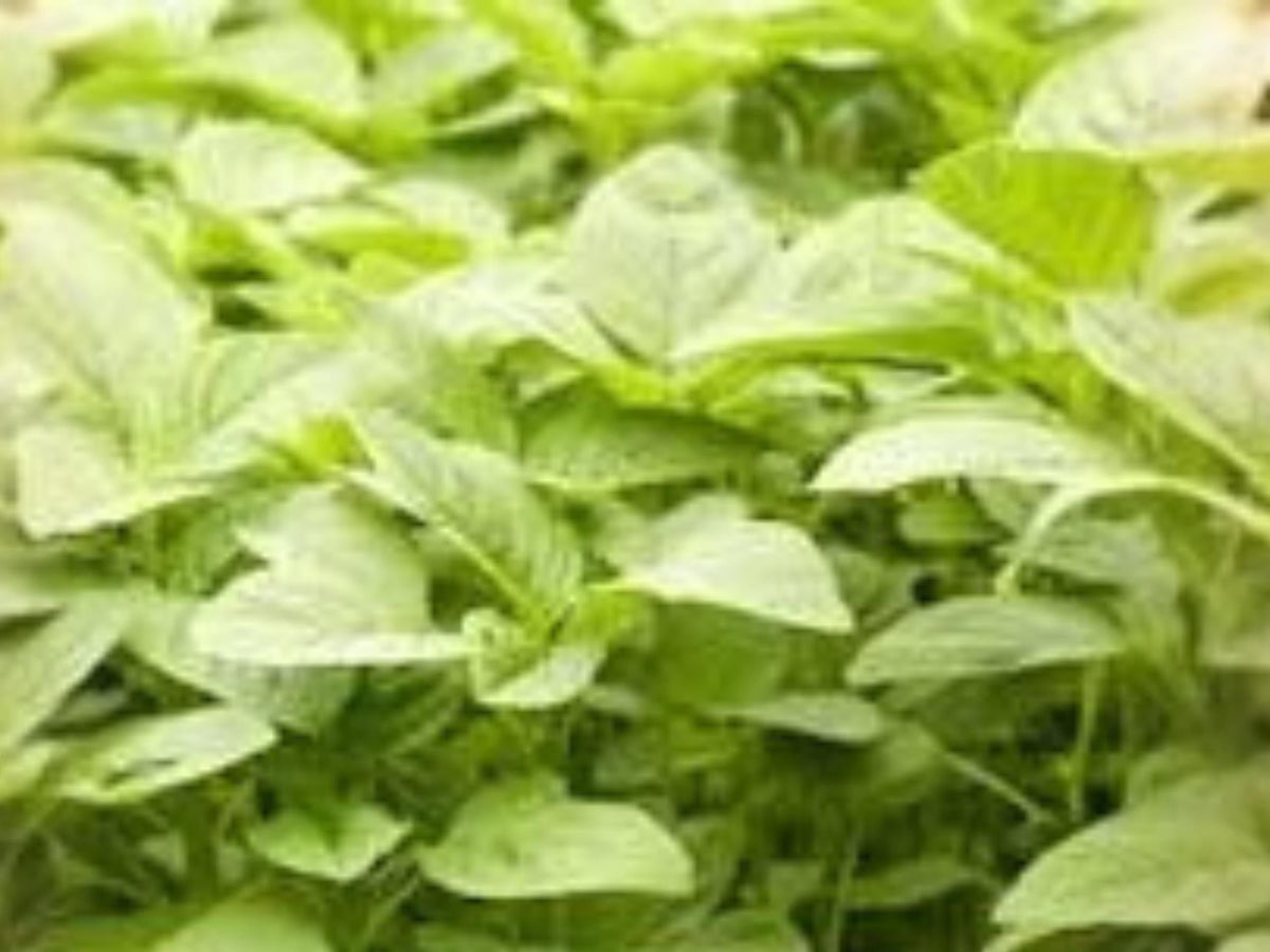White Light Green Amaranth Seeds, Edible Leaf Vegetable, Heat Tolerant, Fast-Growing Annual Plant, 500 Seeds