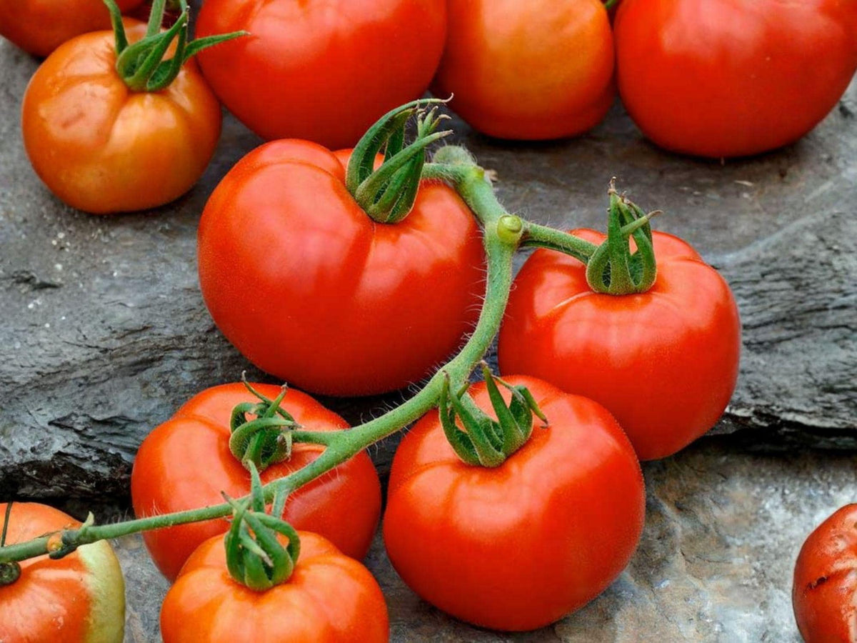 Rutgers Tomato Seeds – Heirloom Red Slicer, High Yield, Open-Pollinated, Vegetable Seeds, Solanum lycopersicum