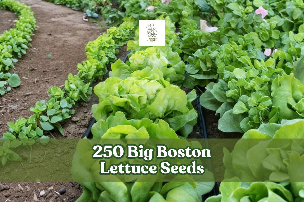 250 Big Boston Lettuce Seeds – Heirloom Butterhead Lettuce, Lactuca sativa, Green, Cool-Season Vegetable for Garden, Raised Bed & Container Planting