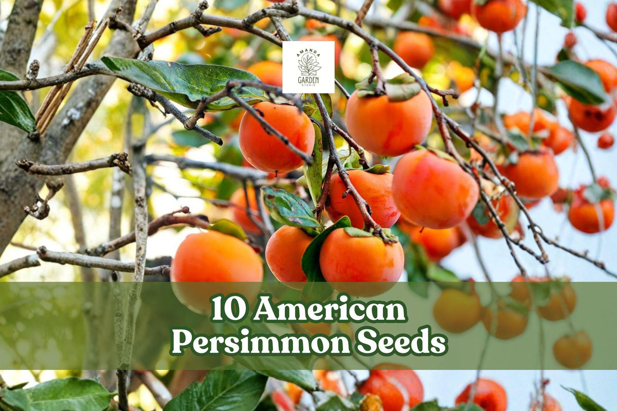 American Persimmon Seeds for Planting – Native Fruit Tree, Diospyros virginiana, Deciduous, Hardy, Garden & Orchard Use