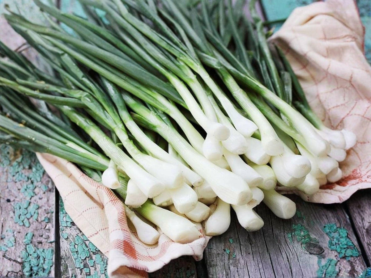 Evergreen Bunching Onion Seeds – Heirloom Scallion, Non-Bulbing Green Onion, Fast Growing, Cold Hardy, 50 Seeds