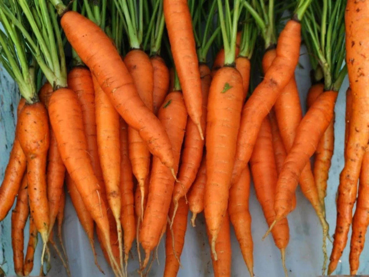 Tendersweet Carrot Seeds 500 Pack - Heirloom Long Orange Root Vegetable for Fresh Eating & Juicing
