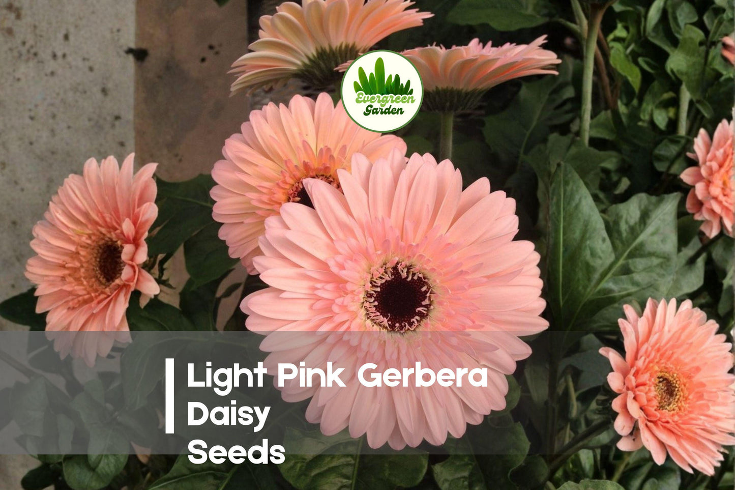 200+ Light Pink Gerbera Daisy Seeds | Gerbera jamesonii | Soft Pink Blooms for Gardens & Bouquets