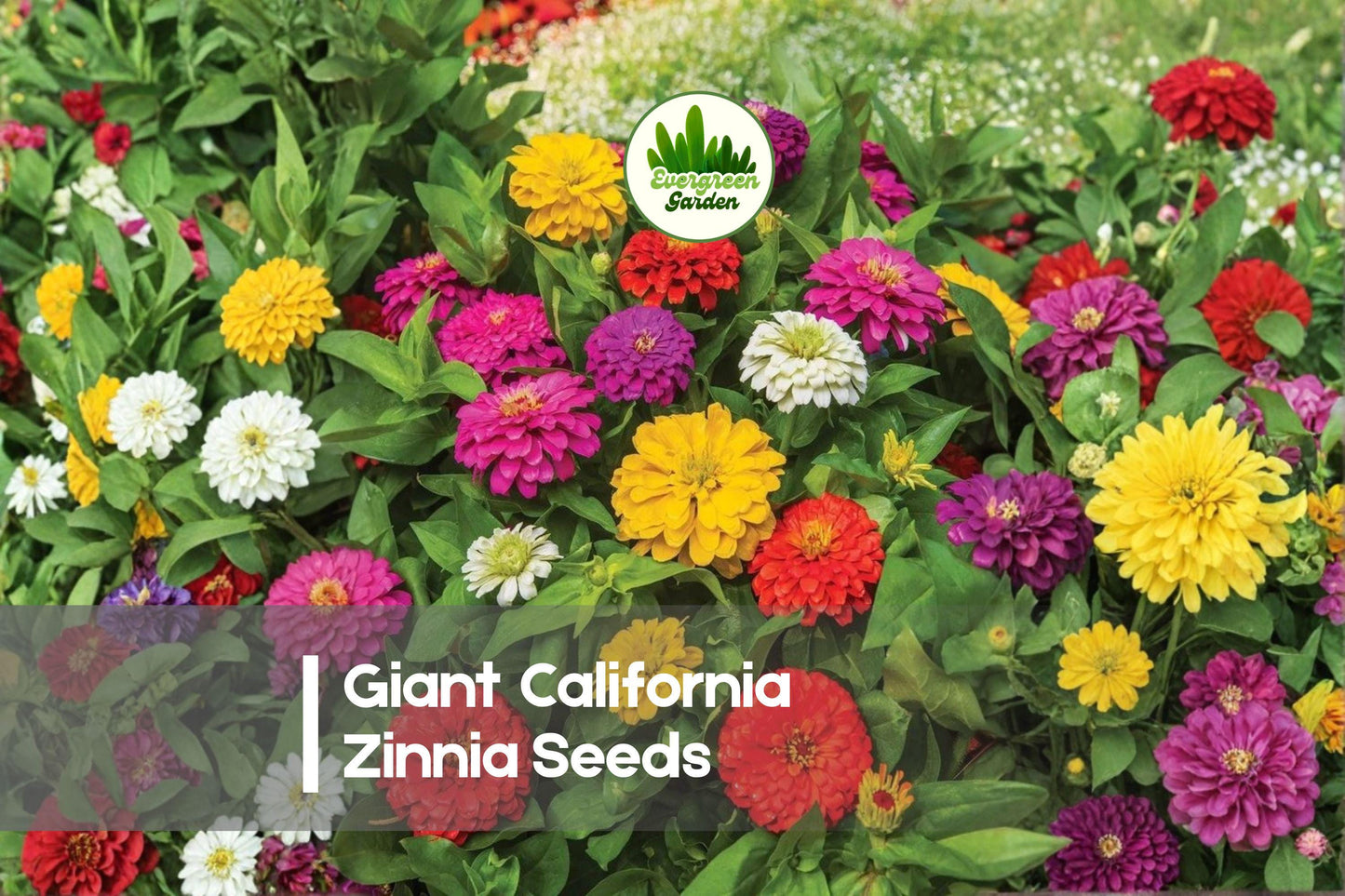200 Giant California Zinnia Seeds - Bright Mixed Colors, Zinnia elegans, Pollinator-Friendly, Cut Flowers, Garden Bed, Annual