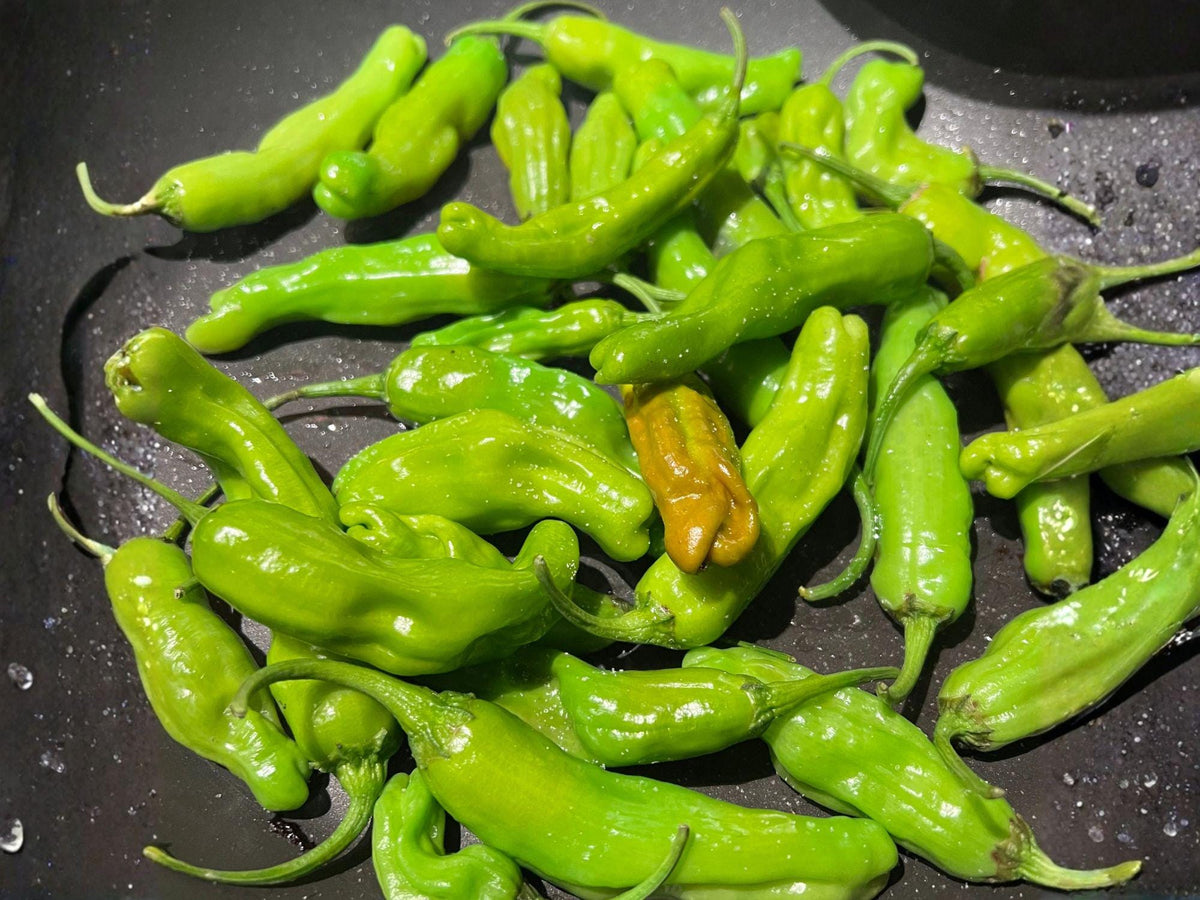 Shishito Pepper Seeds – Japanese Heirloom Vegetable, Mild Heat, Thin Skin, Sweet Flavor, 25 Seeds
