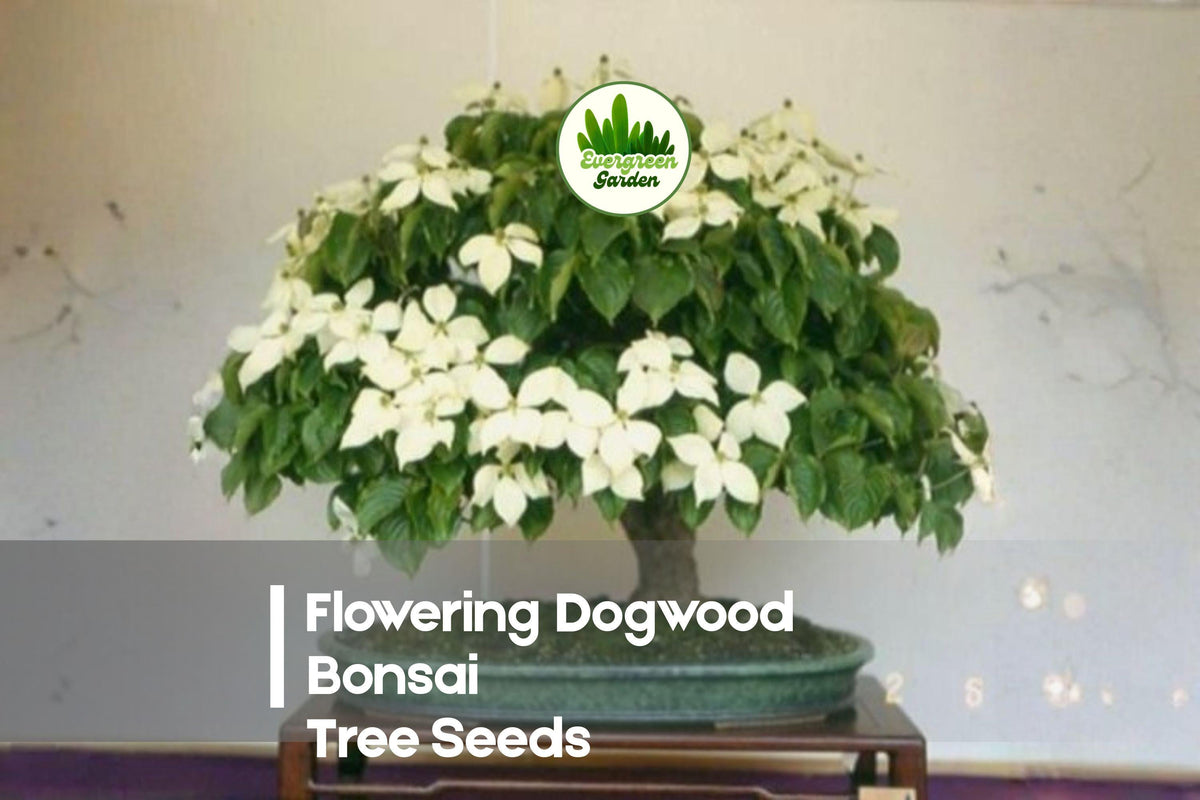 20 Flowering Dogwood Bonsai Tree Seeds - Cornus florida, Ornamental Flowering Tree, Spring Blossoms, Bonsai & Garden Plant