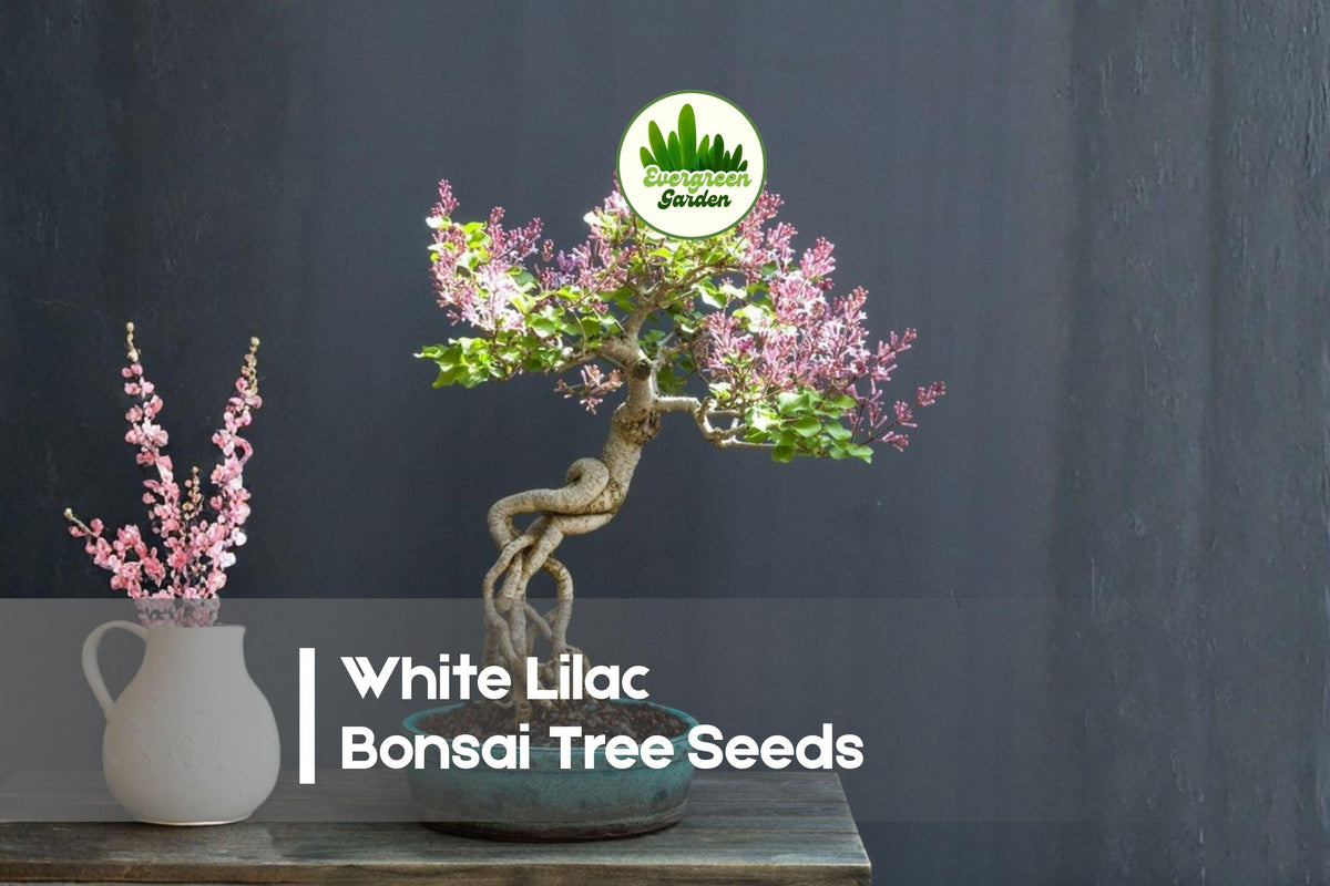 White Lilac Bonsai Tree Seeds - Syringa vulgaris White Flowering Shrubs for Bonsai & Ornamental Gardening